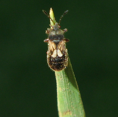 Famille Blissidae: Punaise velue (Blissus leucopterus hirtus)